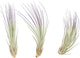 Purple Colorful Tillandsia Air Plants - Long Lasting Color Enhanced Live Tillandsia Succulent House Plants - Home and Garden Decor - Easy Care Indoor and Outdoor (Juncea, Pack of 3)