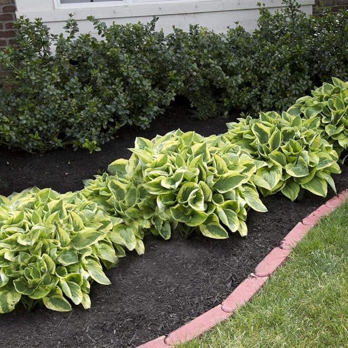 Ultimate Hosta Garden Collection 6-Pack of Bare Roots Hardy Mixed Heart-Shaped Hosta - Rich Green Foliage, Low Maintenance, Heart Shaped Leaves Great Perennials - 1000'S Sold