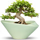 Teagas Ceramic Bonsai Pots - Large Succulent Planter 13 Inch Plant Pot Indoor Succulent Pot with Drainage Hole Outdoor Planter Bonsai Tree Pot for House Home Garden Office Decor Green