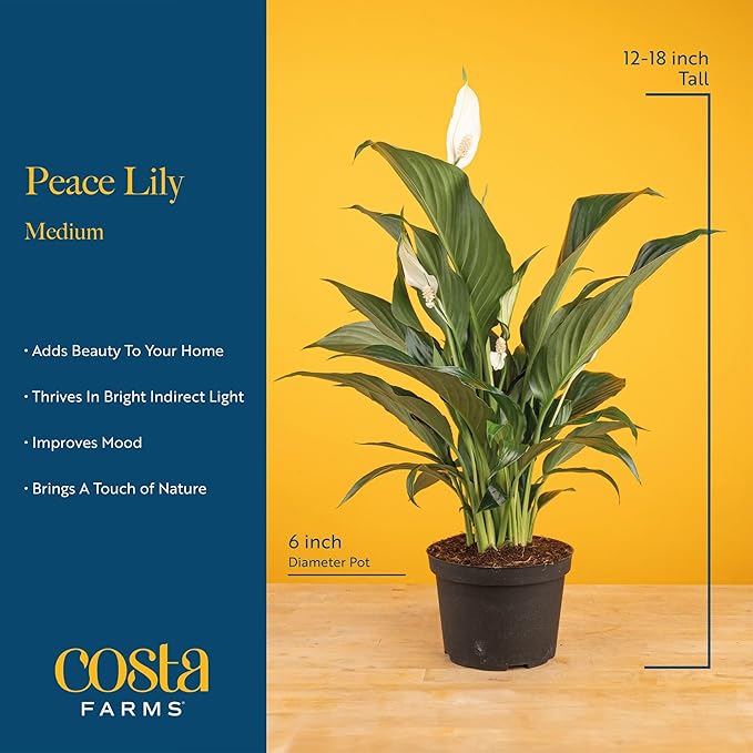 Costa Farms Peace Lily, Live Indoor Plant with Flowers, Air Purifying Houseplant in Nursery Planter Pot, Potting Soil, Thinking of You Gift, Plants Room Decor, 1 Foot Tall