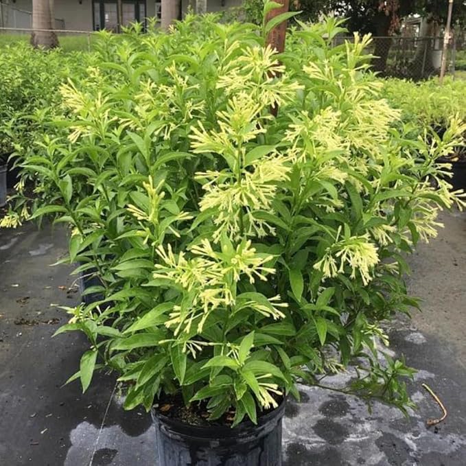 Night Blooming Jasmine Live Plant - Cestrum Nocturnum. Fragrant Flowering Shrub for Garden, Patio or Window (4 ngt.jas sacs)