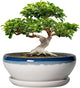 SQOWL Bonsai Tree Pots - 12 Inch Ceramic Succulent Planters, Large Bonsai Pot with Drainage Hole and Tray, Shallow Planter Indoor Outdoor, Bowl Round Planter, Home Decor, Plant Lover Gift, Blue-Beige