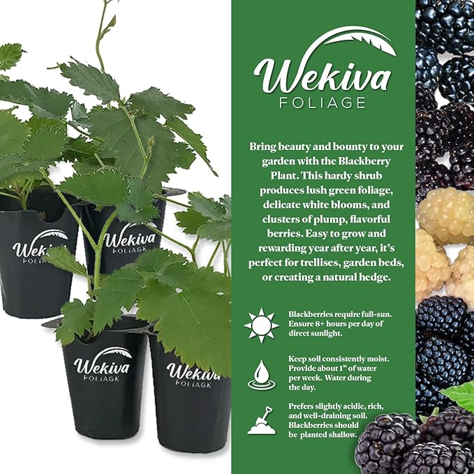 Prime Ark Freedom BlackBerry Plant - 2 Live Starter Plants - Rubus - Edible Fruit Bearing Bush for Patio and Garden