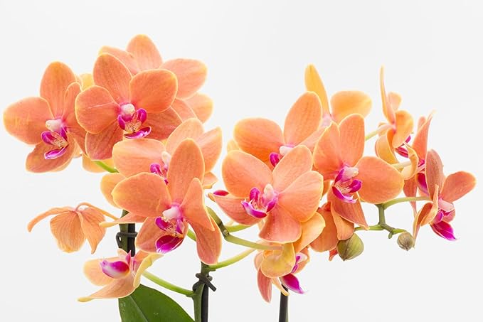 Surprise Moth Orchid Plant - Phalaenopsis - 2" Pot - Easy House Plant