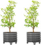 Rolling Metal Citrus Tree Planter Pot, 21″ Round Planter Box for Porch Patio & Backyard, 20 Gallon Large Planter Pot with Wheels for Growing Trees Tomatoes Vegetables and Flowers, 2 Pack Modern Gray