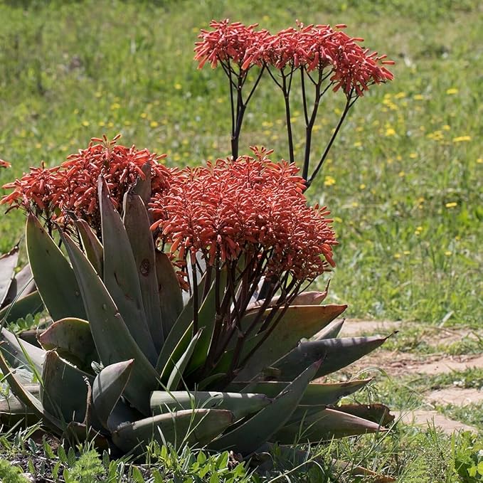 Coral Aloe Plants (Aloe striata) - Live Succulent with Striking Pink Edges and Smooth, Flat Leaves for Indoor/Outdoor Gardening (4 Coral Aloe sacs)