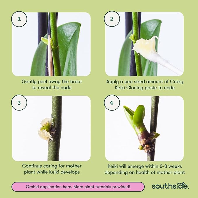 Keiki Cloning Paste by Southside Plants – Nutrient-Rich Paste for Orchids & Houseplants – Support New Development with Vitamins & Lanolin – 0.25oz