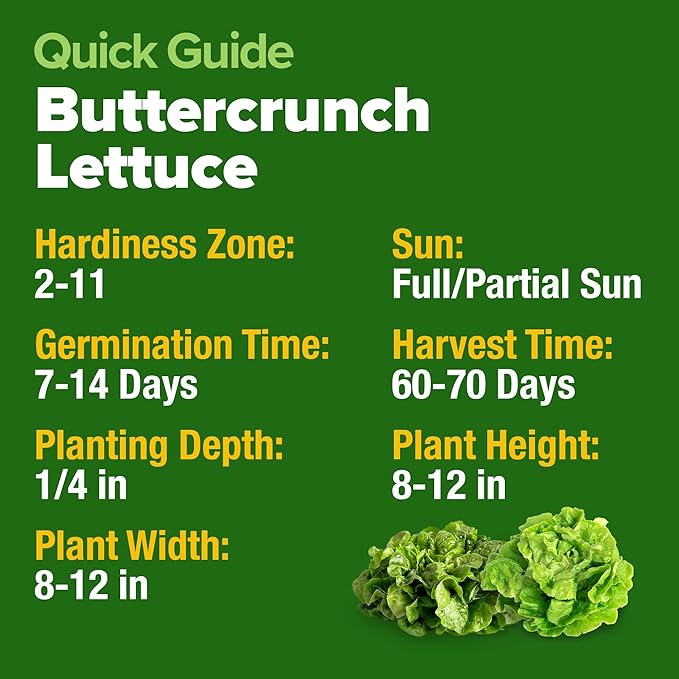 HOME GROWN Buttercrunch Lettuce Seed Pack - 3950 Vegetable Seeds - Ideal Seeds for Hydroponic Garden Indoor Premium and Heirloom Butter Lettuce Seeds for Planting (Lactuca Sativa)