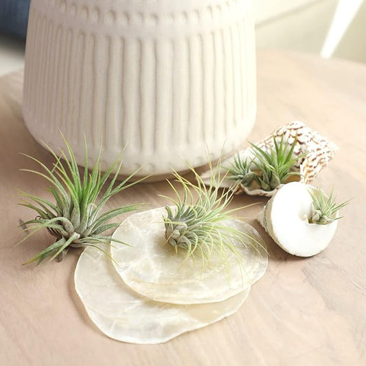 Air Plant Low Light House Plants Box (8PK) Tillandsia Air Plants Live Houseplants Live Indoor Plants Live Succulents Plants Live Terrarium Plants Live, Air Plant Holder Airplant Kit by Plants for Pets