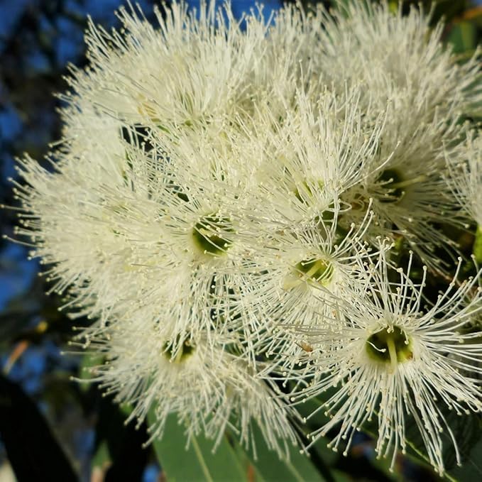 Lemon Eucalyptus (Corymbia citriodora) Live Plant - Fragrant Indoor/Outdoor Plant with Natural Insect Repellent Citronella Oil (2 eucal-Lemon sacs)