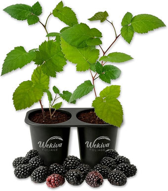 Apache BlackBerry Plant - 2 Live Starter Plants - Rubus - Edible Fruit Bearing Bush for Patio and Garden