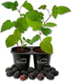 Apache BlackBerry Plant - 2 Live Starter Plants - Rubus - Edible Fruit Bearing Bush for Patio and Garden