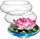 Baderke 3 Pcs Hydroponic Planter Lotus Flower Pot Planter Lotus Bowl Clear Glass Fish Bowl Vase for Planting Indoor Home Decor Water Lily Narcissus Planting Water Lily (9.84in)