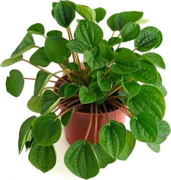 Shop Succulents Peperomia Rana Verde, Live Indoor Plant, Low Maintenance Compact Houseplant with Vibrant Green Leaves, Ideal for Home Decor, Office, and Room Enhancement, 6 Inch Nursery Pot