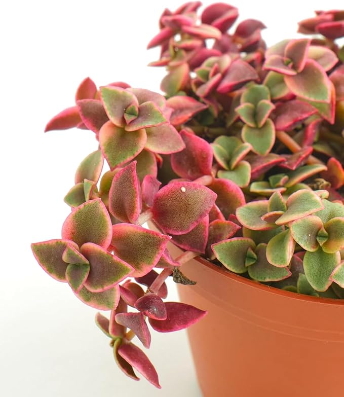 Shop Succulents Calico Kitten Hanging Succulent, Crassula Pellucida Variegata, Fully Rooted Live 6" Succulent Plant with Hanger, Low Maintenance Indoor Plant, Trailing Succulents, Gift & Garden