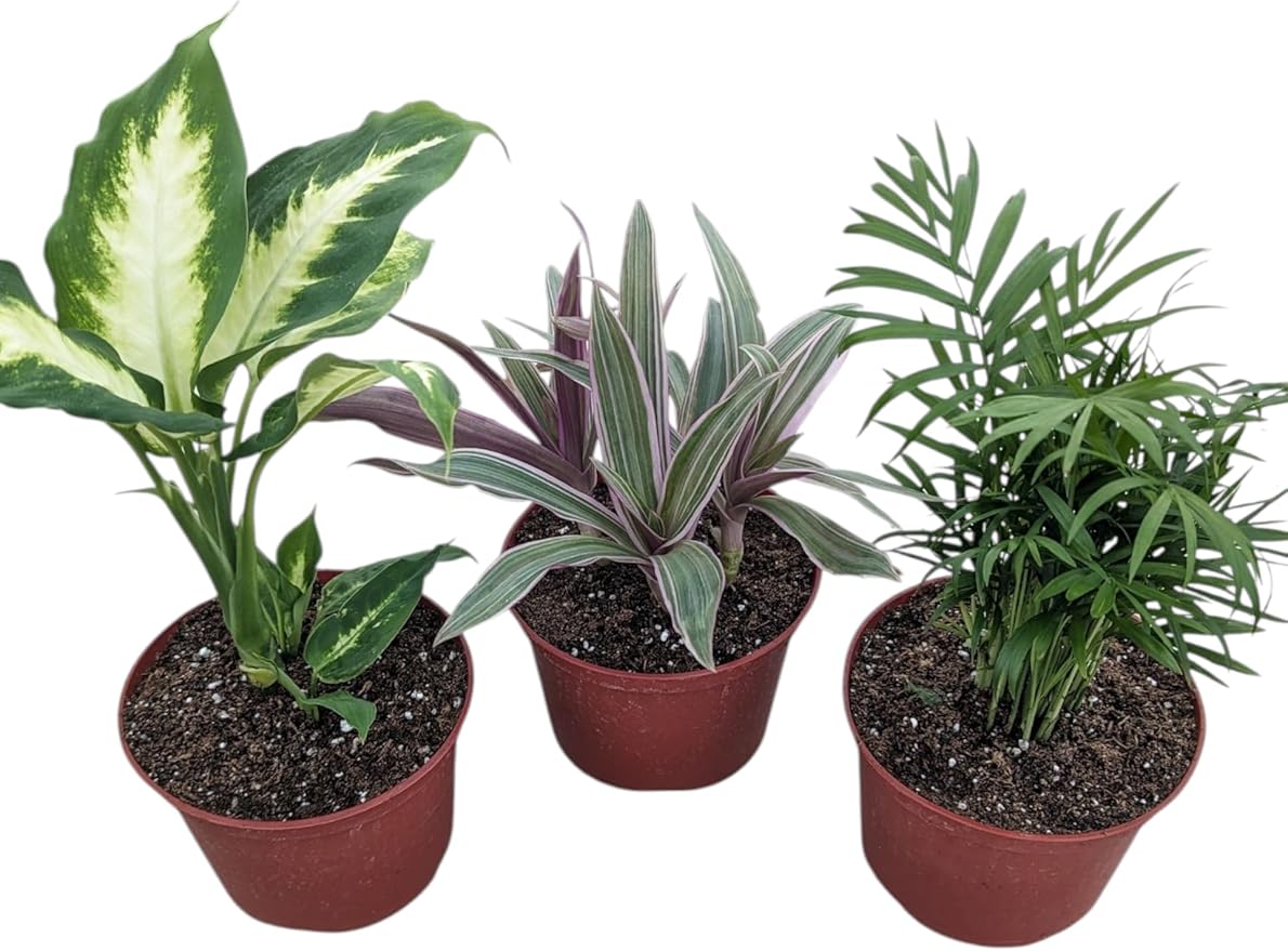 Live Indoor Plants Collection, 6 Inch Potted Houseplants Set with Dieffenbachia Camille, Moses in The Cradle Tricolor, Parlor Palm, 3 Pack