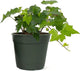 American Plant Exchange English Ivy – Live 4-Inch Potted Trailing Vine, Fast-Growing Air-Purifying Houseplant, Easy-Care Indoor & Outdoor Climbing Ivy for Hanging Baskets