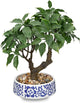 Artificial Bonsai Tree, Small Ficus Bonsai Trees 13" Indoor Bonsais Tree Fake Potted Plant Decorative Fake Desk Plant Decor with Ceramic Pot for Home Office Living Room Bedroom Bathroom Table Shelf