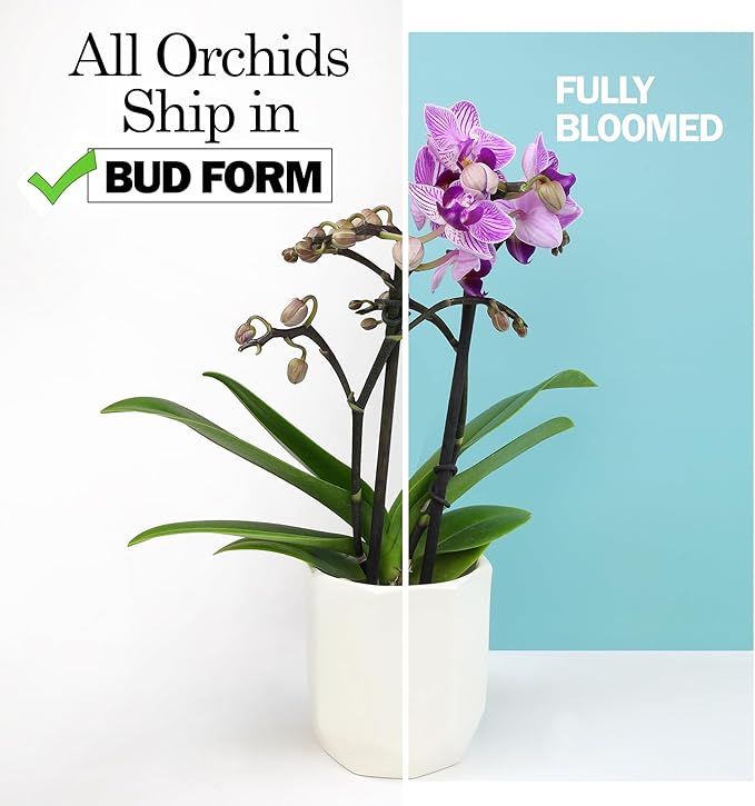 Large White Live Orchids Blooming in 5" Blue & White Orchid Pot, Pet Friendly Live Plant Gifts for Plant Lovers, Approx. 22"+ Tall, Real Houseplants, Phalaenopsis Moth Flowers by Plants for Pets