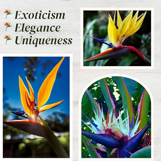 Bird of Paradise Plants Live (4-Pack), Strelitzia Plants with Perennial Orange (2) and White (2) Flowers, Indoor/Outdoor Plants, Exotic Tropical Decor, Not Artificial, 6-10" Height. 2" Pot.