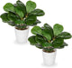 GnFlus Artificial Plants Set of 2 Fake Fiddle Leaf Fig with White Pots Faux Potted Plants for Home Office Garden Indoor Outdoor Desk Decoration Green