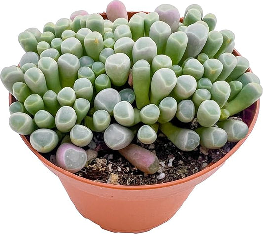 Live Succulents 'Baby Toes' (4-inch), Succulent Plants Fully Rooted in Pots with Soil, Easy-Care House Plant for DIY, Home Office Decor, Wedding Party Favor