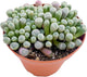 Live Succulents 'Baby Toes' (4-inch), Succulent Plants Fully Rooted in Pots with Soil, Easy-Care House Plant for DIY, Home Office Decor, Wedding Party Favor