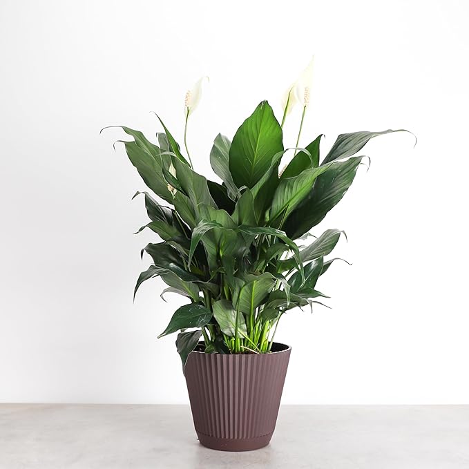 Thorsen's Greenhouse Live Peace Lily Plant, Spathyphylum, Low Light, Easy to Grow, Natural Air Purifier Live Indoor Plant, 4-6" Diameter Pot (Chocolate, 6-inch Pot)