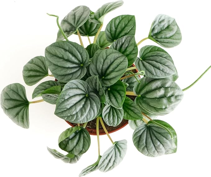 Shop Succulents Peperomia Frost, Live Indoor Plant, Low Maintenance Compact Houseplant with Striking Silver-Gray Leaves, Ideal for Home Decor, Office, and Room Enhancement, 6 Inch Nursery Pot
