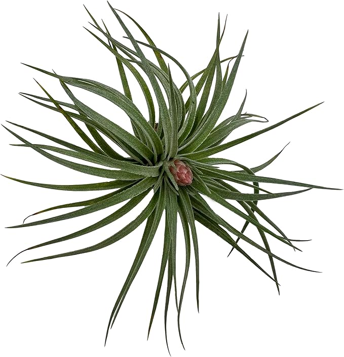 ragnaroc Air Plants - Venner Gift Box Large 4" - 7ct - Live Arrival Guaranteed - House Plants for Home Decor & Gift
