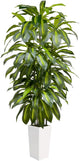 6FT Fake Tall Plant Artificial Dracaena Tree Indoor Faux Plants Indoor Luxury Fake Plants for Living Room Decor Artificial Tree Floor Plant White Planter