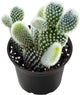 2" Live Succulent 'Bunny Ear Cactus', Rare Succulent Plants Fully Rooted in Pots, Unique House Plant for DIY, Party Favor, Home Office Decoration