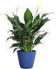 Thorsen's Greenhouse Live Peace Lily Plant, Spathyphylum, Low Light, Easy to Grow, Natural Air Purifier Live Indoor Plant, 4-6" Diameter Pot (Navy, 6-inch Pot)