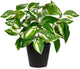 Oairse Artificial Plants Indoor Small Fake Plants in Pots Faux Pothos N‘ Joy Potted Plant Fake Indoor Plants with Black Pots for Bathroom Living Room Office Desk Shelves