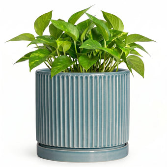 Wliror 6 Inch Flower Pots, Ceramic Pots for Plants with Tray, Glaze Blue