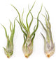 Tillandsia Caput Medusae Air Plants - Live Succulent House Plants - Available in Wholesale and Bulk - Home and Garden Decor - Easy Care Indoor/Outdoor Air Plant (Pack of 3)