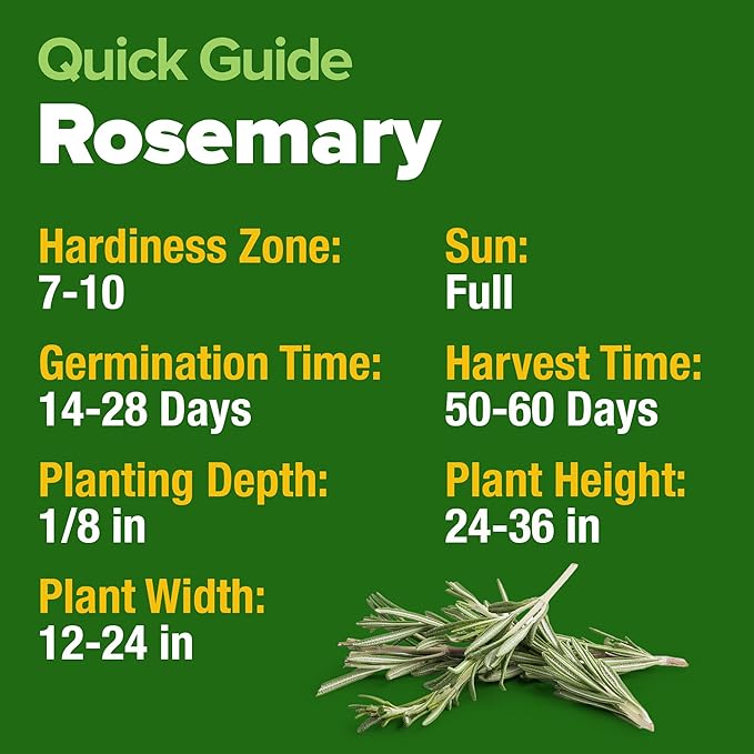 HOME GROWN Rosemary Seeds Pack - 300 High Germinating Heirloom Herb Seeds for Planting in Indoor or Outdoor Herb Gardens (Salvia rosmarinus)