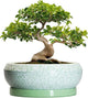 EPFamily Bonsai Pots - 13 Inch Ceramic Succulent Pots for Indoor Outdoor, Large Shallow Planter with Drainage Hole and Saucer, Round Flower Succulent Planter, Patio Decor, Gifts for Women, Green