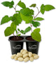 Snowbank BlackBerry Plant - 2 Live Starter Plants - Rubus - Edible Fruit Bearing Bush for Patio and Garden