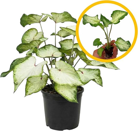 ragnaroc Caladium ‘White Butterfly’ 2-4" (Caladium Bicolor) 8ct – Live Plant for Indoor Outdoor Use, Garden & Landscaping – Live Arrival Guaranteed