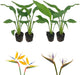 Live Orange & White Birds of Paradise Plant Variety - 'Birds of Paradise' Strelitzia nicolai - ragnaroc Tropical Plant 6-10” Tall - 4ct - Live Arrival Guaranteed - House Plants for Home Decor & Gift