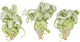 Air Plant Shop 3 Pack Tillandsia Curly Slim (T. Intermedia x T. Streptophylla) Air Plant - Succulents - Live Tillandsia - Easy Care Indoor and Outdoor House Plants