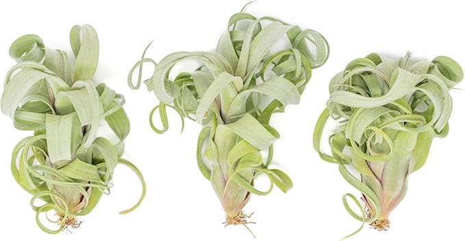 Air Plant Shop Tillandsia Curly Slim (T. Intermedia x T. Streptophylla) Air Plant - Succulents - Live Tillandsia - Easy Care Indoor and Outdoor House Plants (Pack of 1)