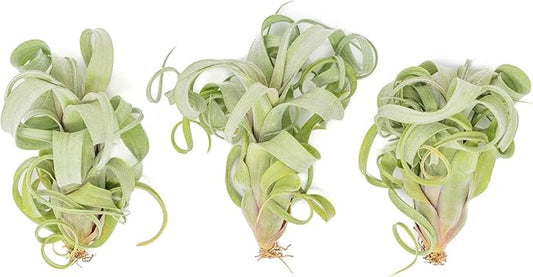 Air Plant Shop Tillandsia Curly Slim (T. Intermedia x T. Streptophylla) Air Plant - Succulents - Live Tillandsia - Easy Care Indoor and Outdoor House Plants (Pack of 1)