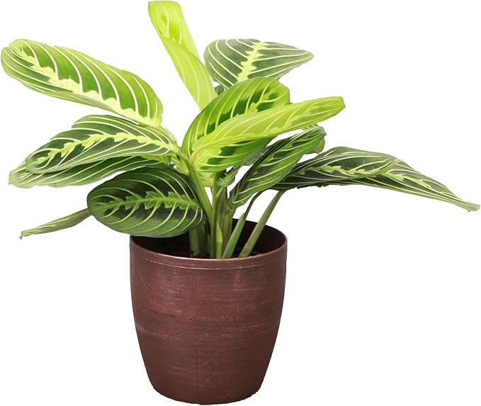 Thorsen's Greenhouse Lemon Lime Prayer Plant, Live Indoor Plant, Pet Friendly, Attractive Houseplant, Lemon Maranta, Natural Air Purifier, Easy to Grow, 4" Diameter Pot (Copper)