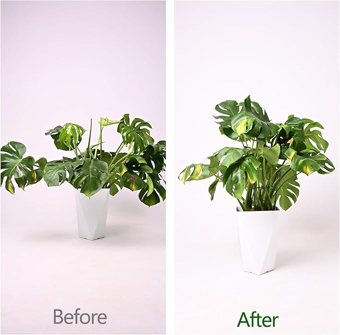 Monstera Plant Stem Support - 5 Pack 6.5"x6.5" Green Metal Stem Stabilizers, Adjustable Ring Clamps for Indoor Plants, Fishbone Cactus, Turtle Shell Bamboo & Climbing Vines