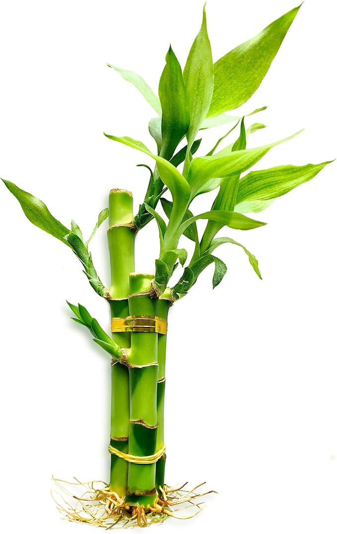 3 Stalks Lucky Bamboo Plants Indoor Live - Multi-Height Set (2x4 & 1x6) for Good Luck & Prosperity - Easy Care Houseplant, Home Office Decor Gift Ready