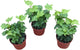 English Ivy Plants, 4 Inch Pots, Set of 3, Live Indoor House Plants