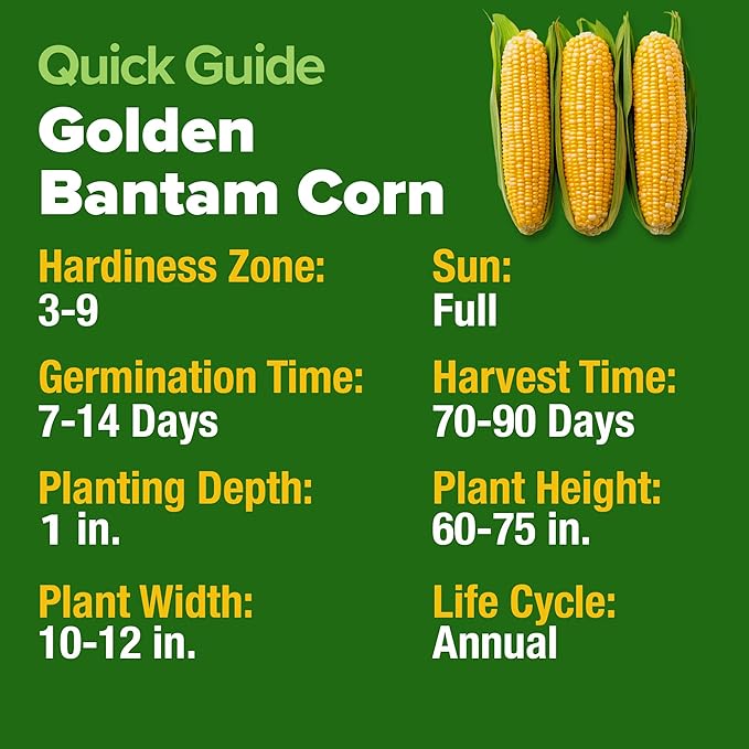 HOME GROWN Golden Bantam Corn 2 Pack – 200 Heirloom Vegetable Seeds – Grow Sweet Corn Outdoors – Easy for Beginners & Great for Home Gardeners –High Germination (Zea mays)