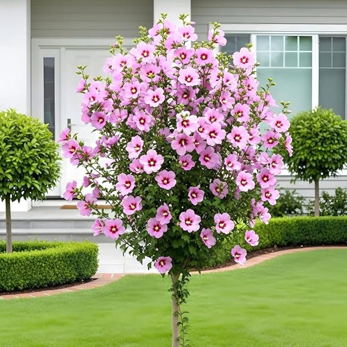 2 Pink Althea Rose of Sharon Plants Live Trees Seedlings, 1 Year Old Bareroots 1-2 Feet Tall, Winter Hardy, Flowering Shrubs for Outdoor Planting, Multicolor on One Plant